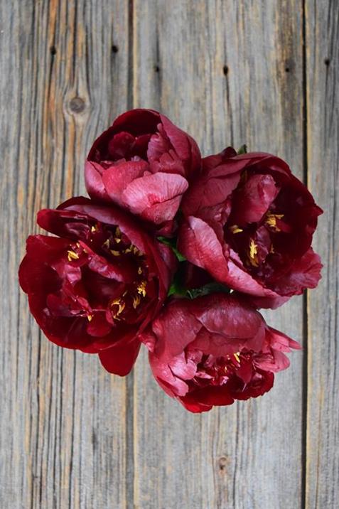 BUCKEYE BELL  BURGUNDY PEONIES